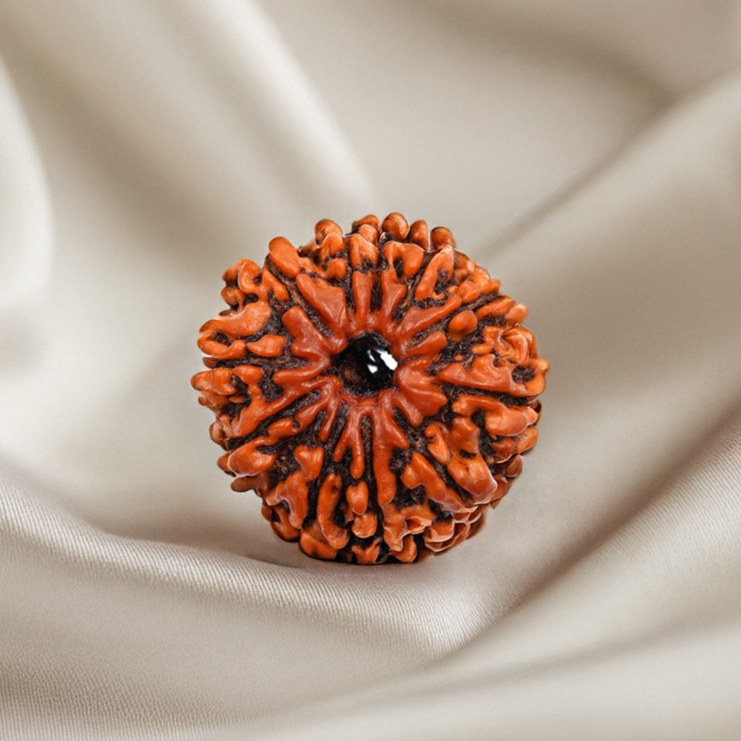 Nepal Origin 11 Mukhi Rudraksha