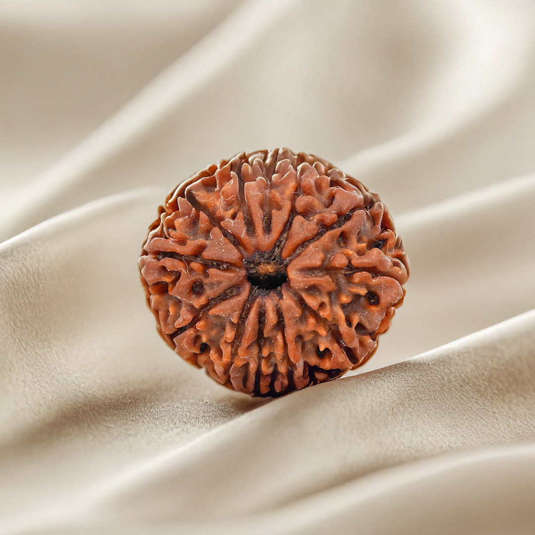 Nepal Origin 12 Mukhi Rudraksha