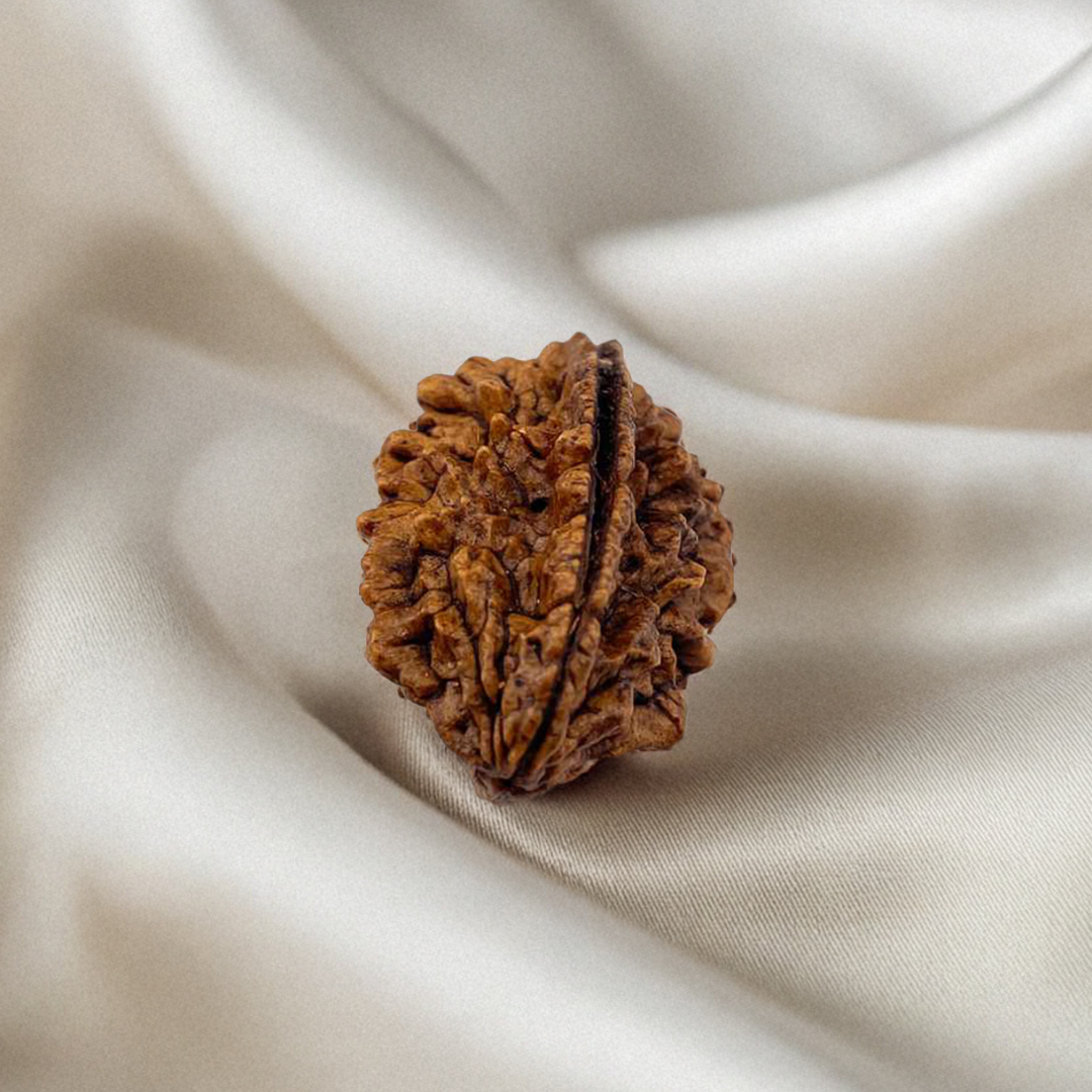 Nepal Origin 2 Mukhi Rudraksha
