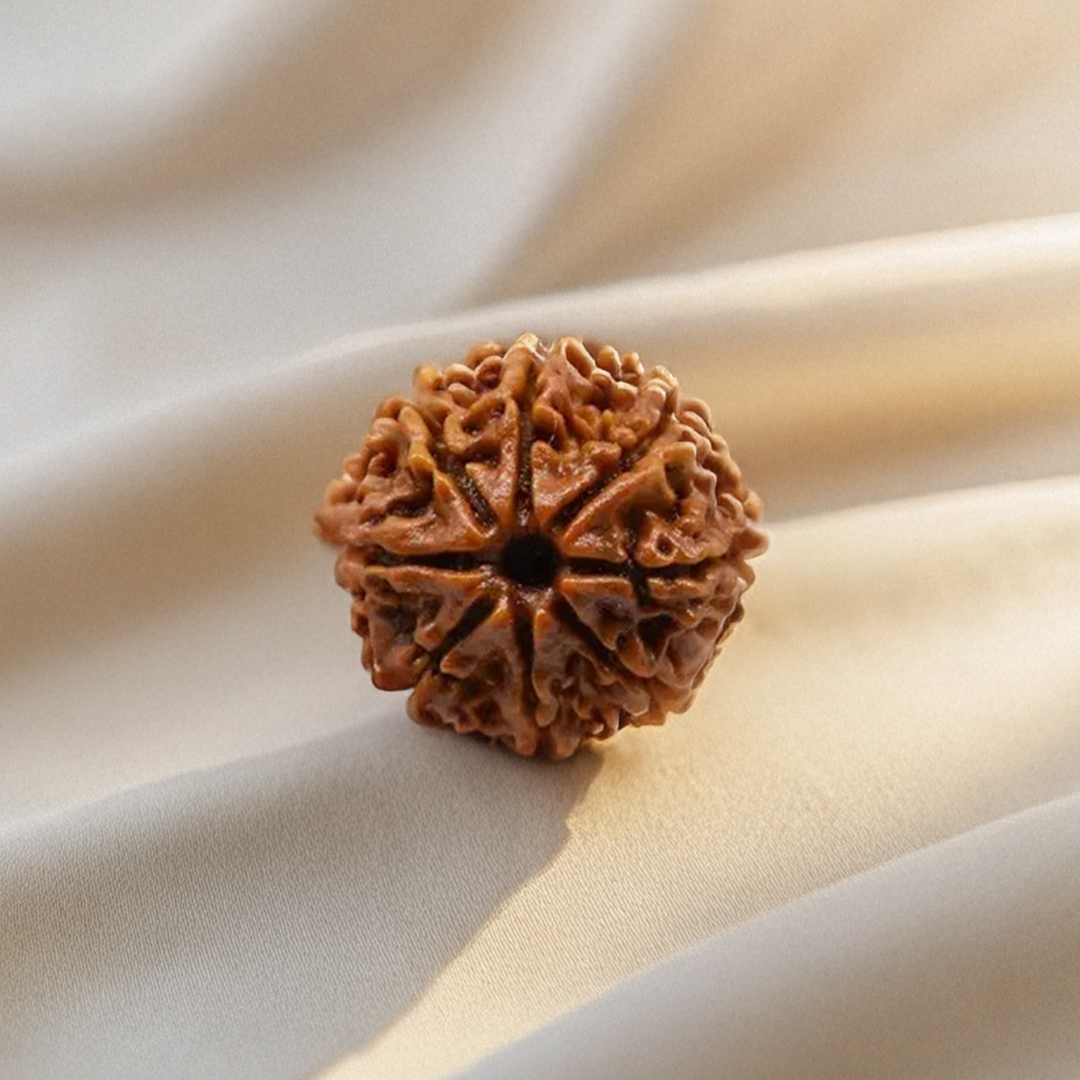 Nepal Origin 8 Mukhi Rudraksha
