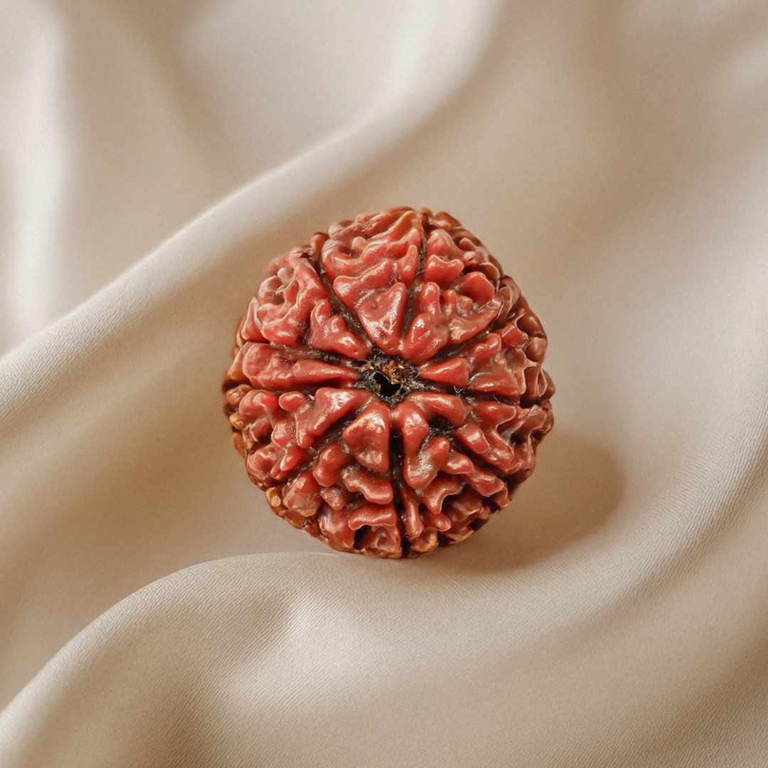 Nepal Origin 9 Mukhi Rudraksha