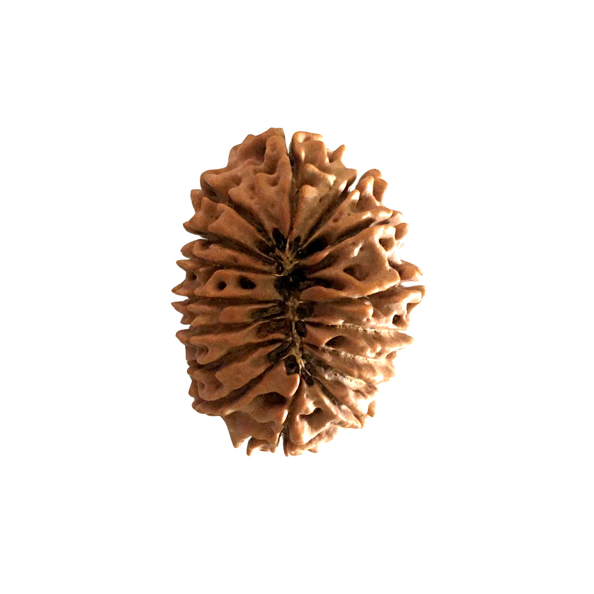 Natural 16 Face Nepali Rudraksha - Lab Certified