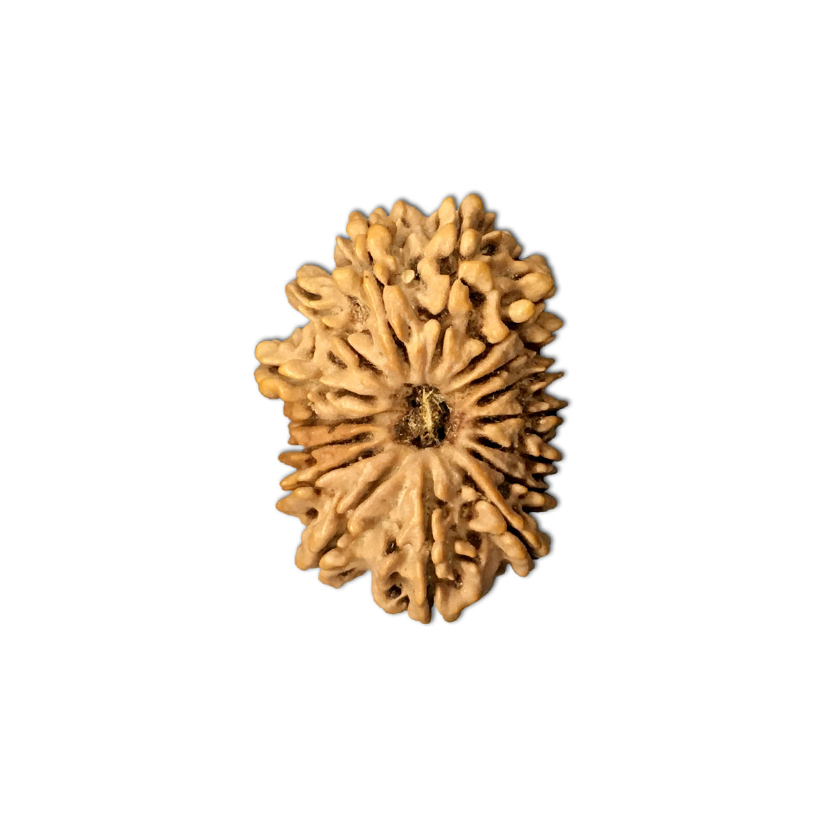 Natural 16 Face Nepali Rudraksha - Lab Certified