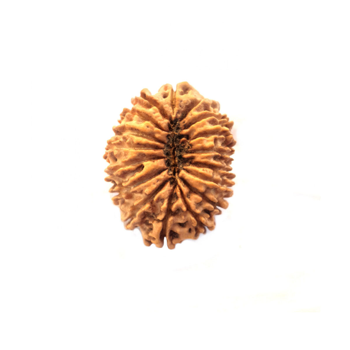 Natural 17 Face Nepali Rudraksha - Lab Certified