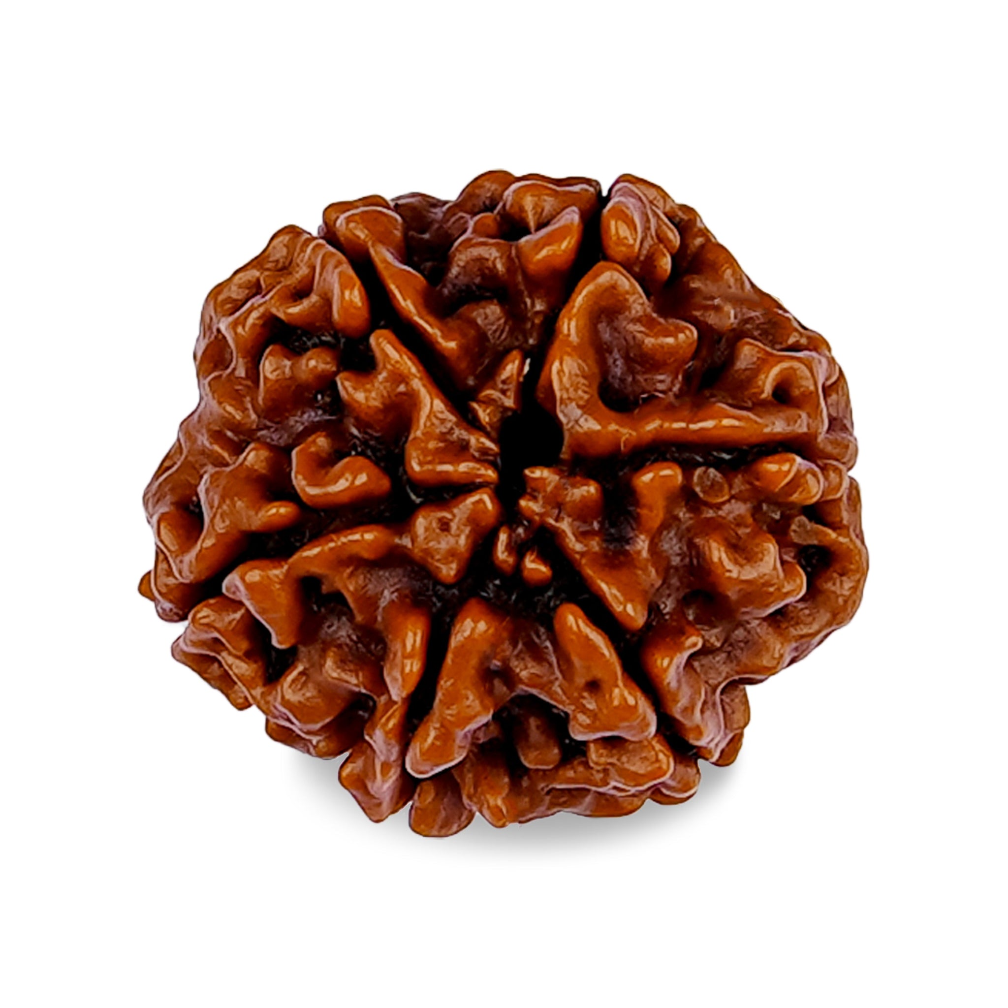 6 MUKHI RUDRAKSHA