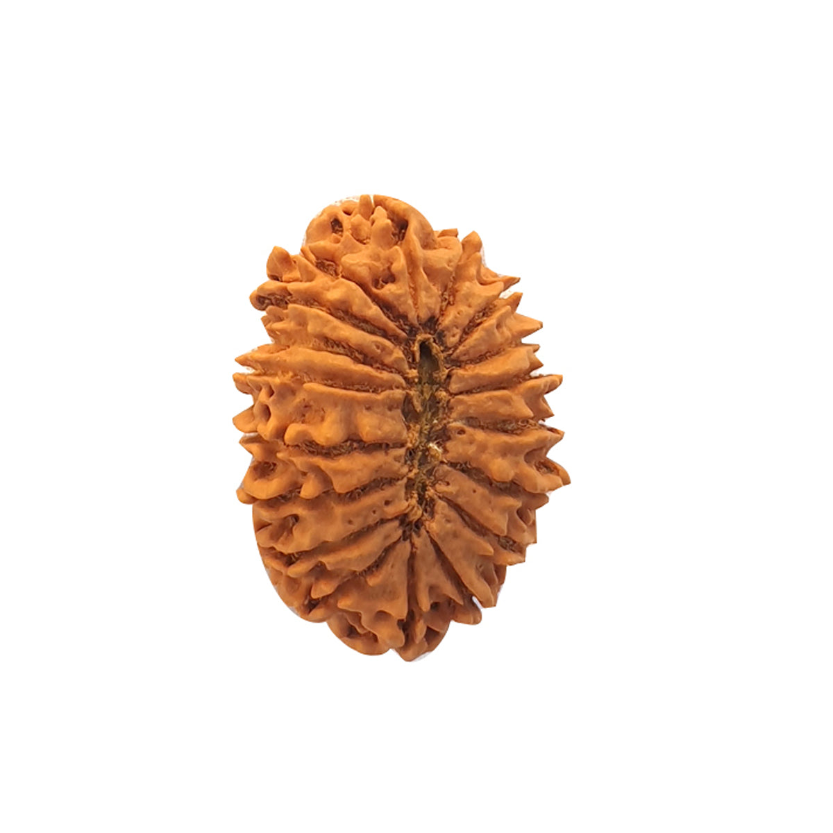 Natural 18 Face Nepali Rudraksha - Lab Certified