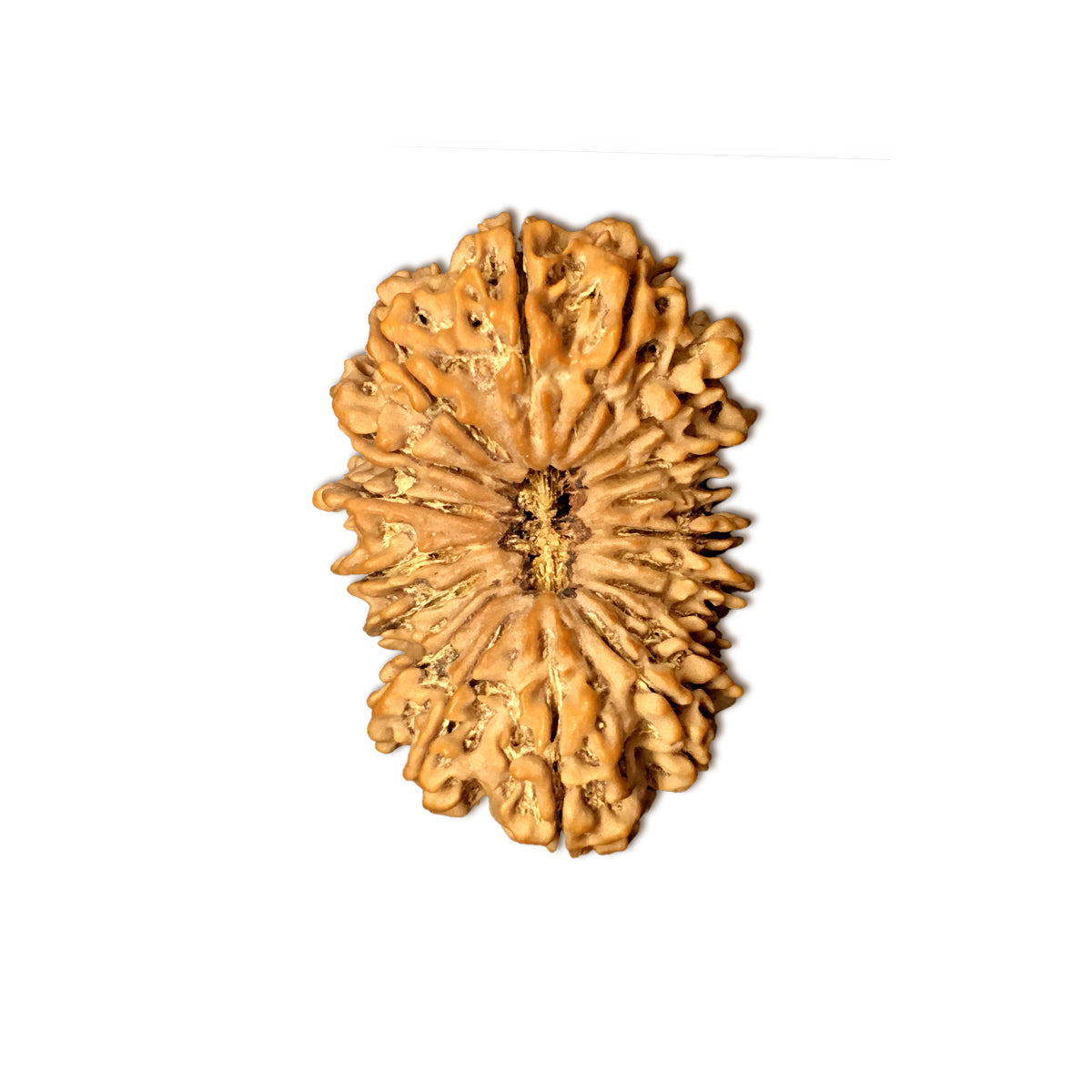 Natural 18 Face Nepali Rudraksha - Lab Certified