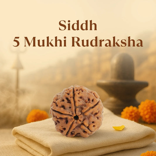 5 Mukhi Rudraksha