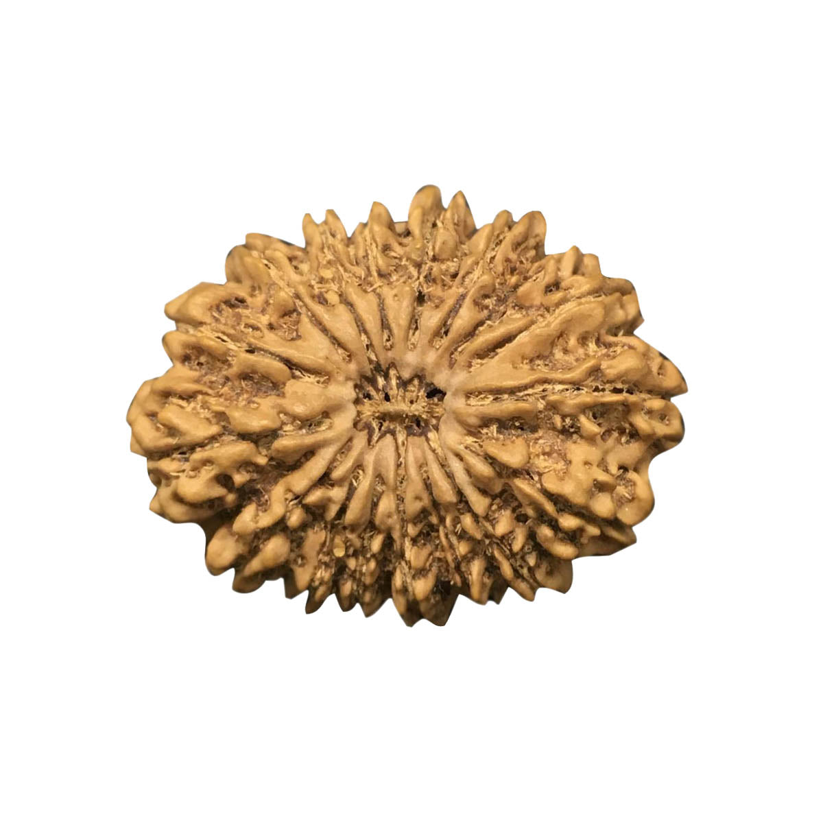 Natural 20 Face Nepali Rudraksha - Lab Certified