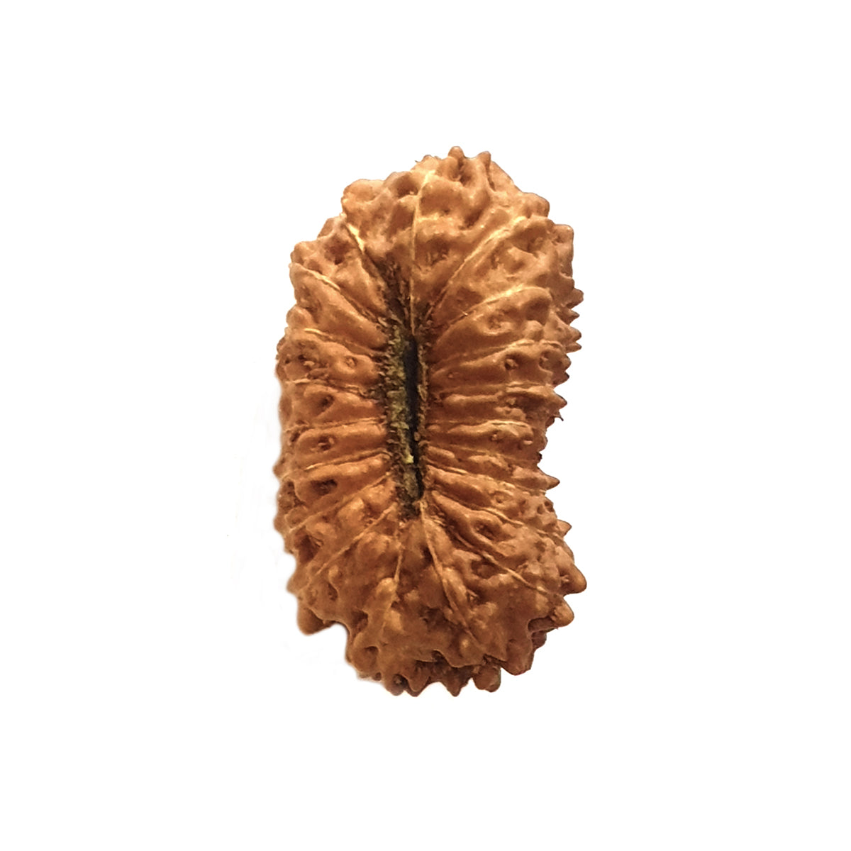 Natural 20 Face Java Rudraksha - Lab Certified