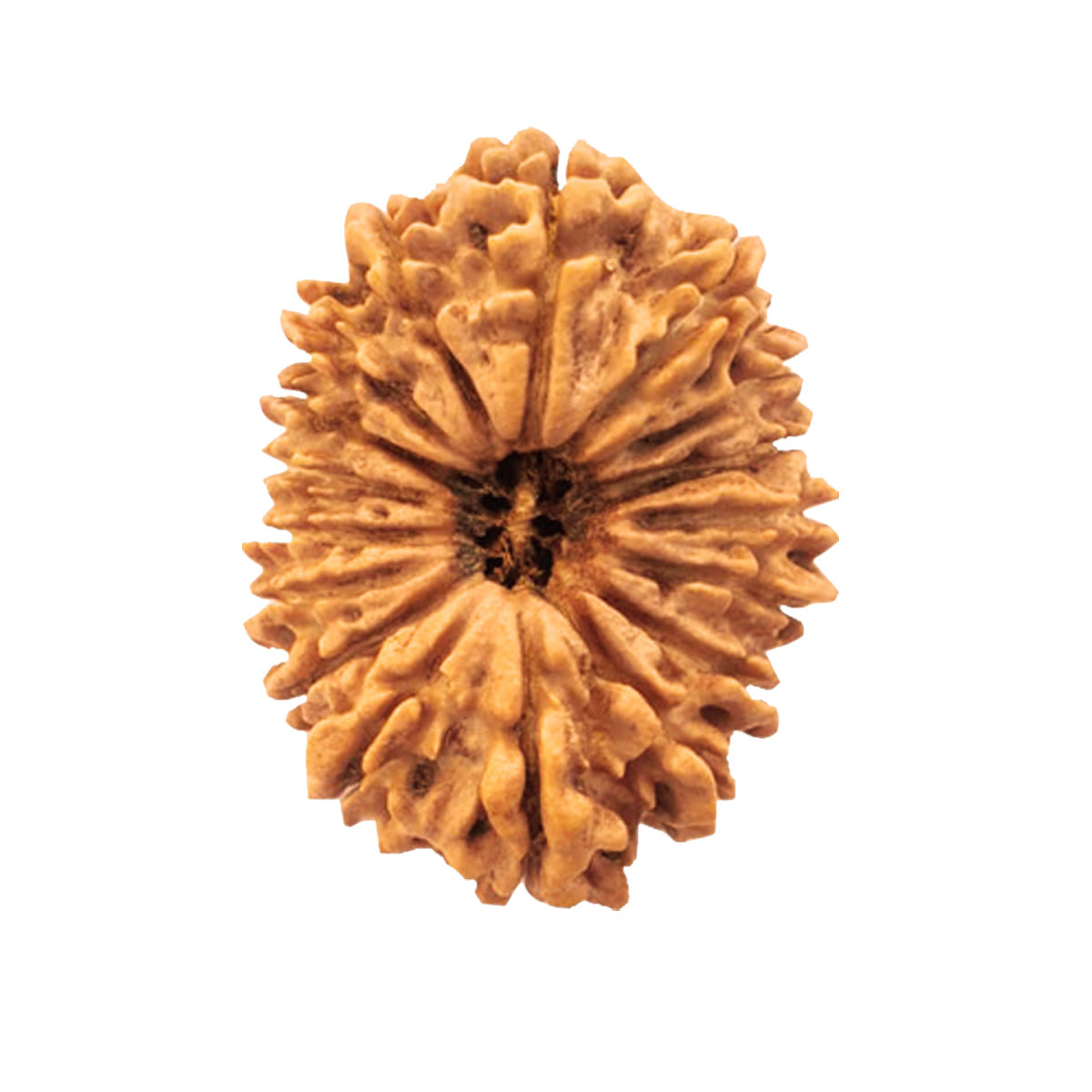 Natural 21 Face Nepali Rudraksha - Lab Certified