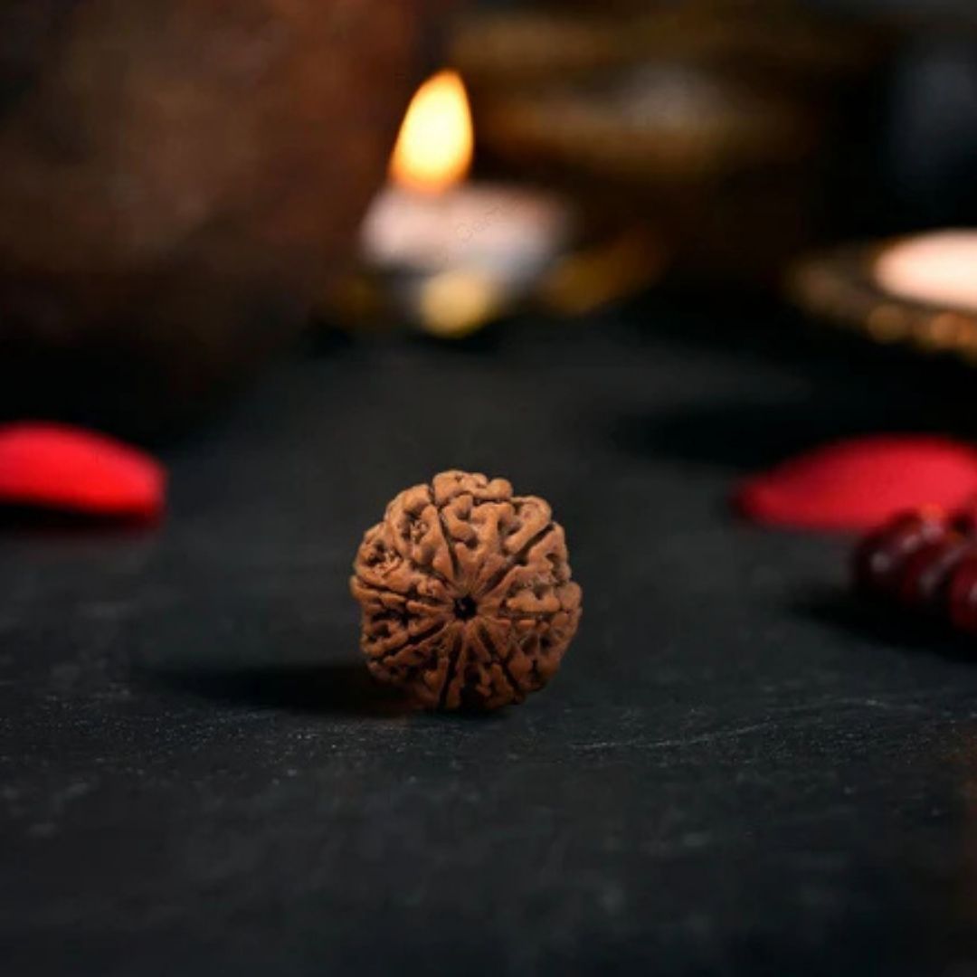Authentic 7 Mukhi Rudraksha (Abhimantrit / Energized)