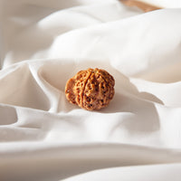 Ganesh Mukhi Rudraksha