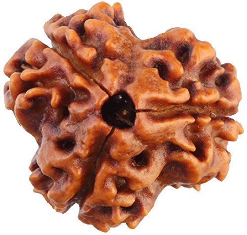 3 Mukhi Lab Certified Rudraksha (Brown)