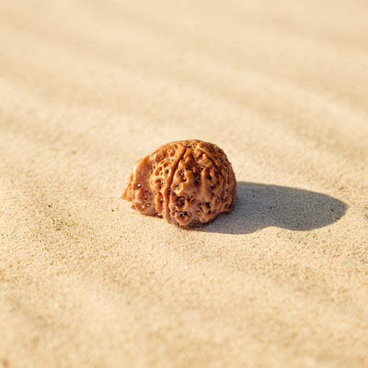 Ganesh Mukhi Rudraksha