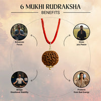 Nepal Origin 6 Mukhi Rudraksha