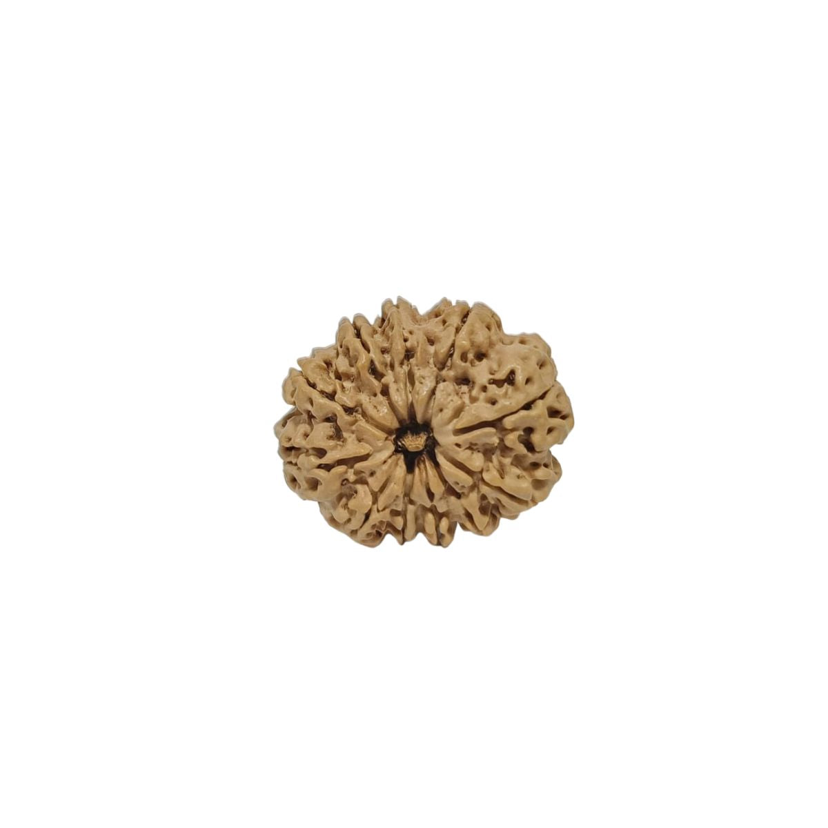 11 Mukhi Nepali Rudraksha Collector Bead with Lab Certificate and X-Ray Report - RM7