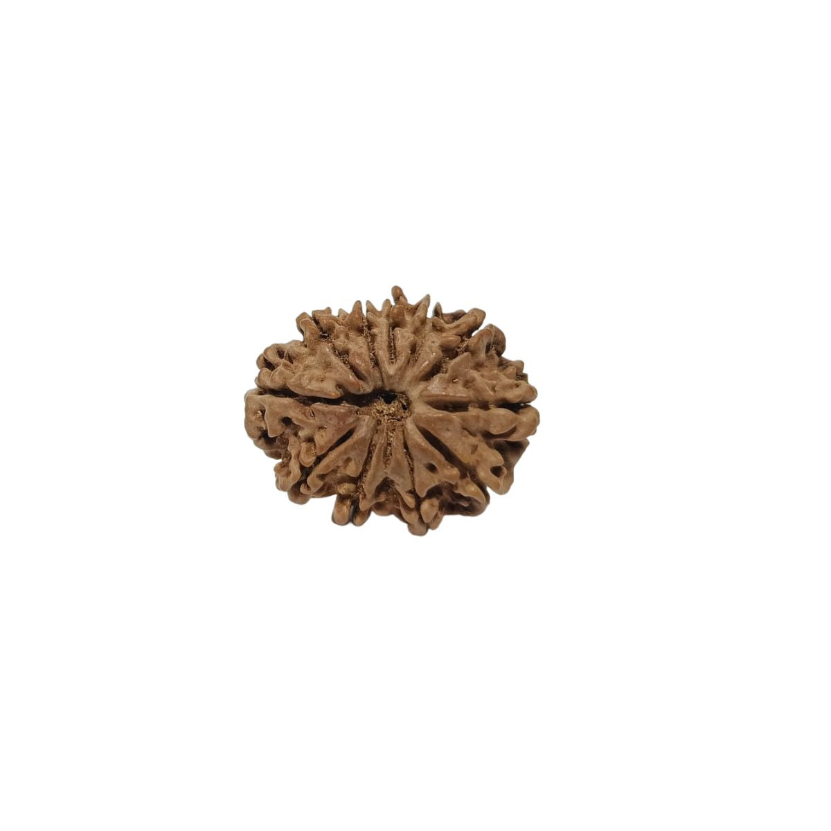 11 Mukhi Nepali Rudraksha Collector Bead with Lab Certificate and X-Ray Report - RM6