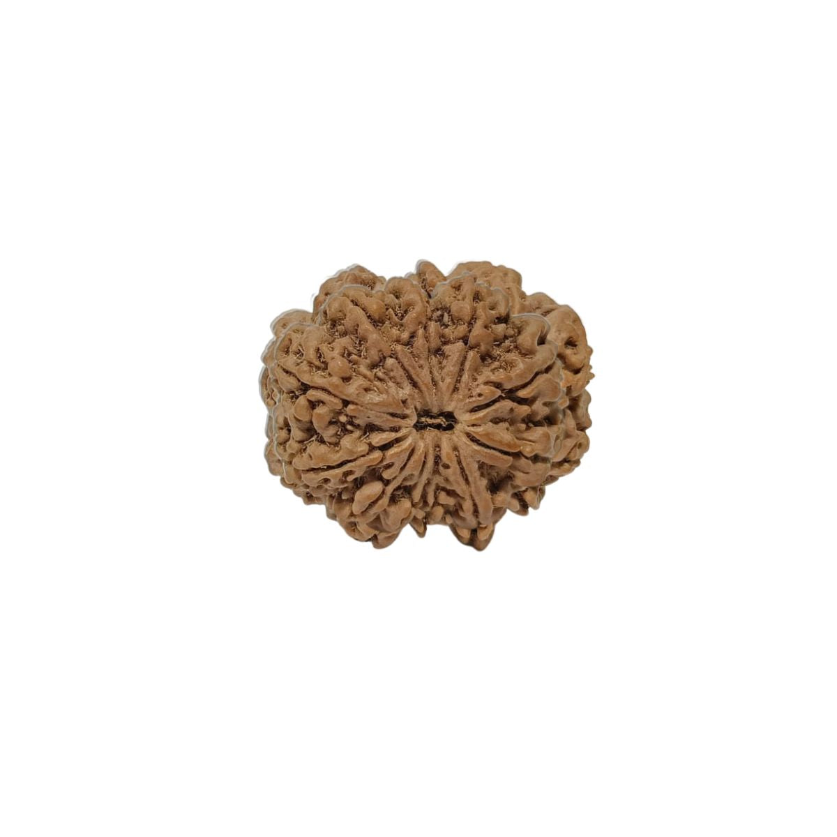 11 Mukhi Nepali Rudraksha Collector Bead with Lab Certificate and X-Ray Report - RM5