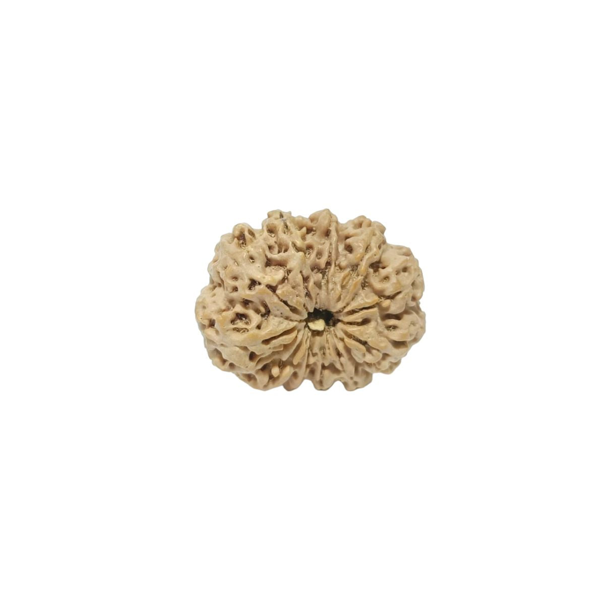 11 Mukhi Nepali Rudraksha Collector Bead with Lab Certificate and X-Ray Report - RM4