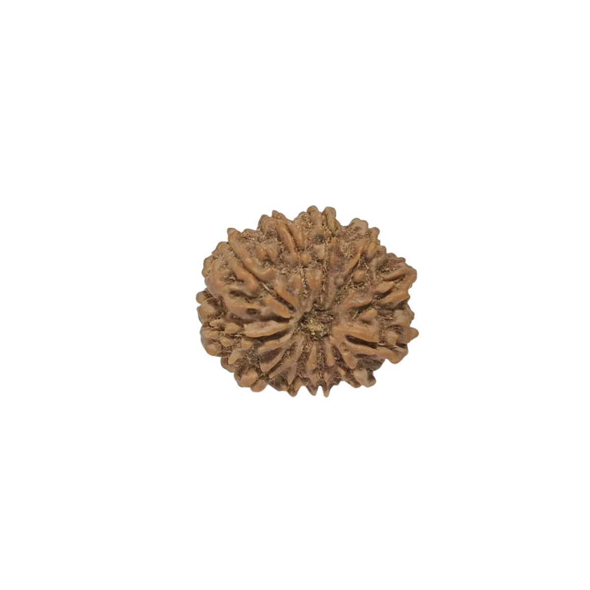 11 Mukhi Nepali Rudraksha Collector Bead with Lab Certificate and X-Ray Report - RM3