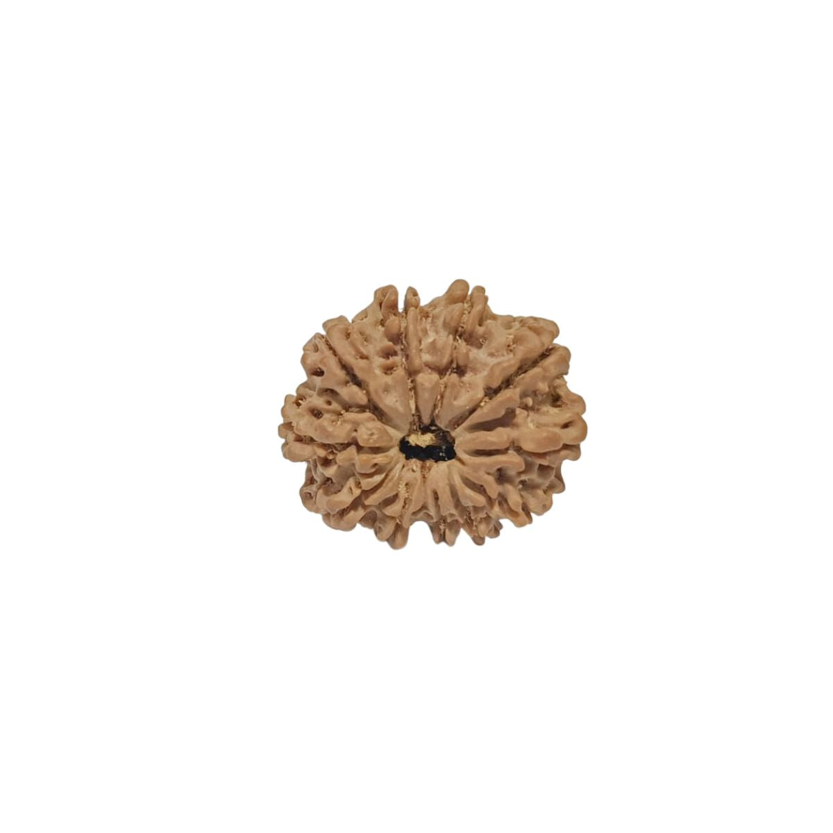 11 Mukhi Nepali Rudraksha Collector Bead with Lab Certificate and X-Ray Report - RM2