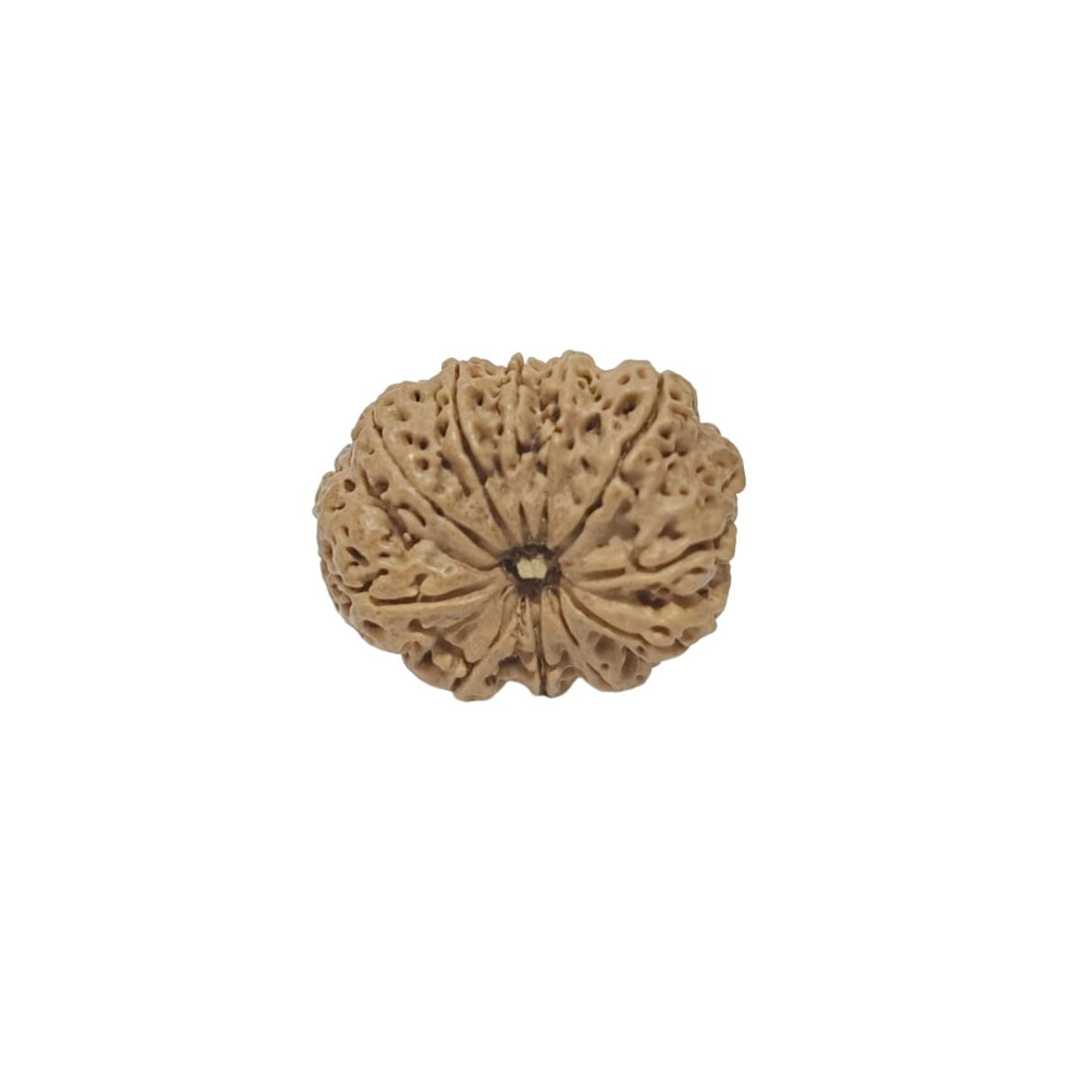 11 Mukhi Nepali Rudraksha Collector Bead with Lab Certificate and X-Ray Report - RM1