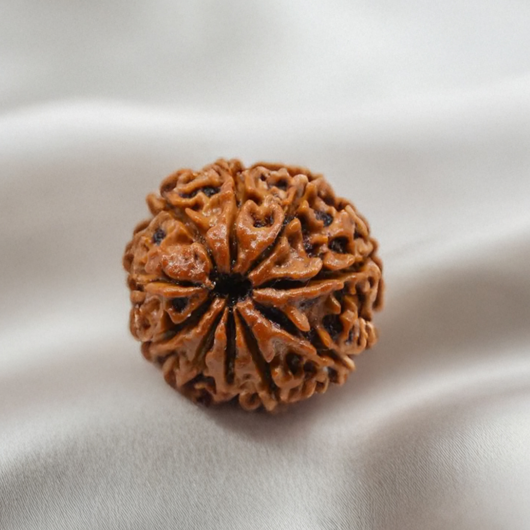 Nepal Origin 10 Mukhi Rudraksha