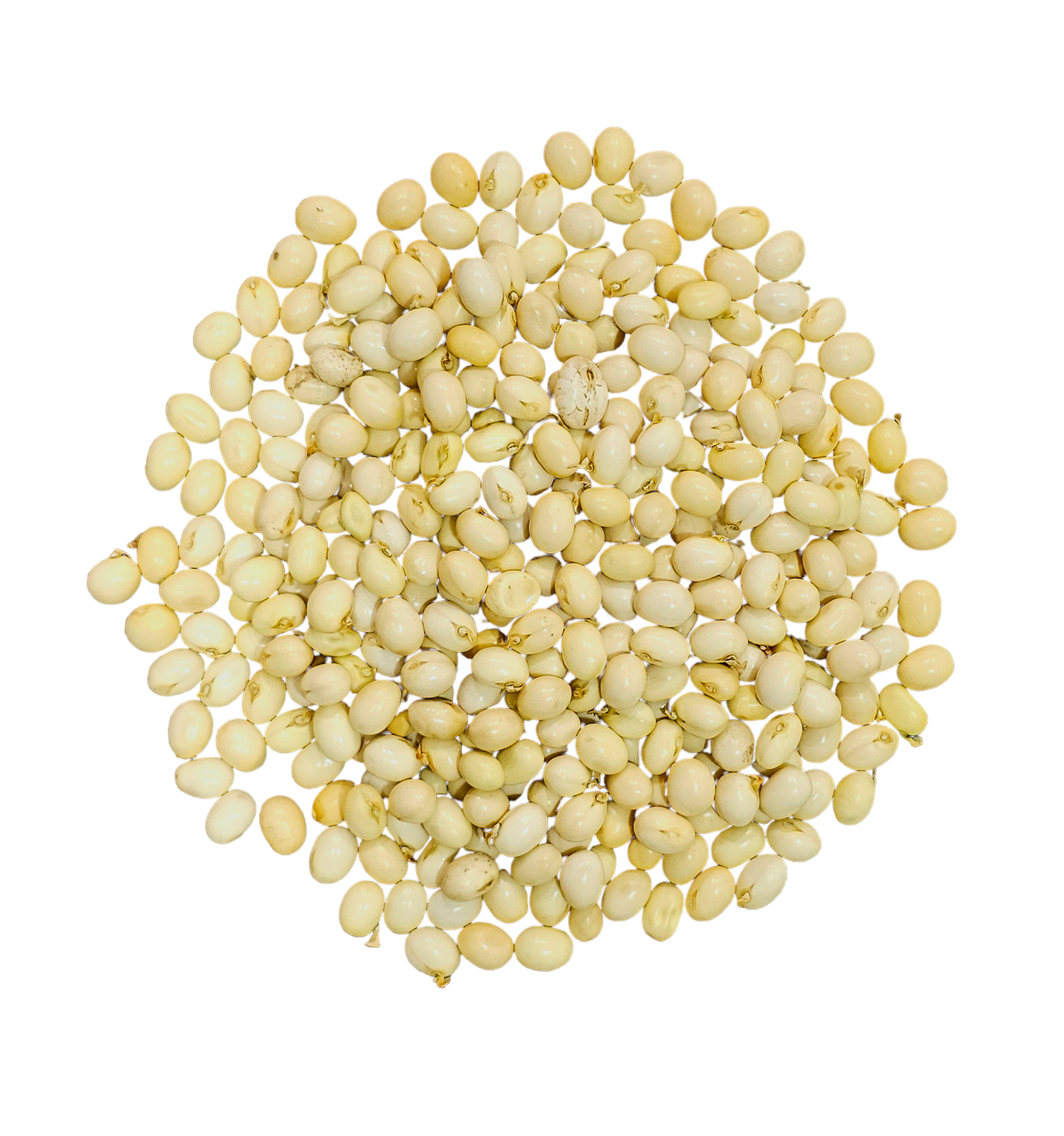 White Gunja Seeds