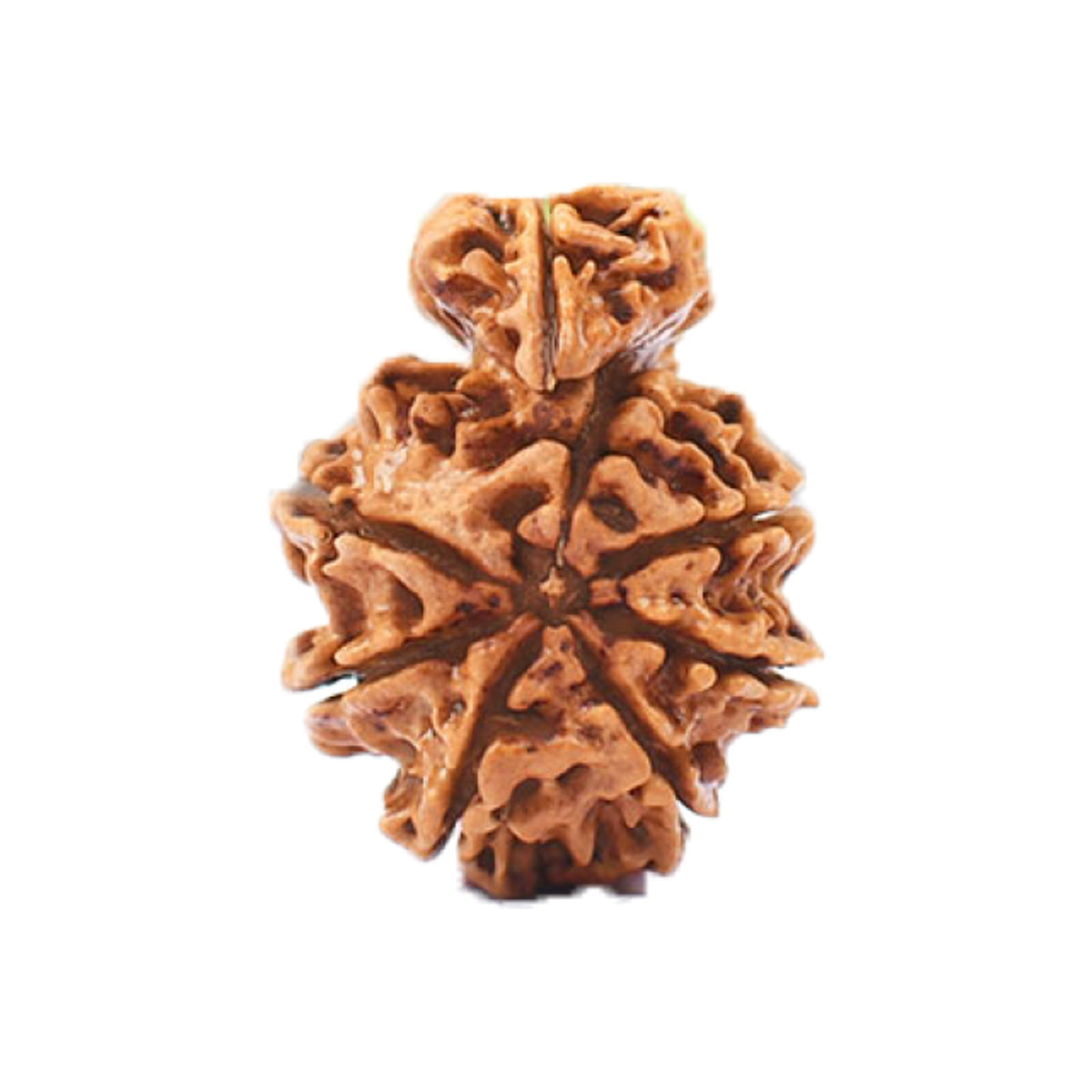 1 Mukhi Savar Nepali Rudraksha - Lab Certified