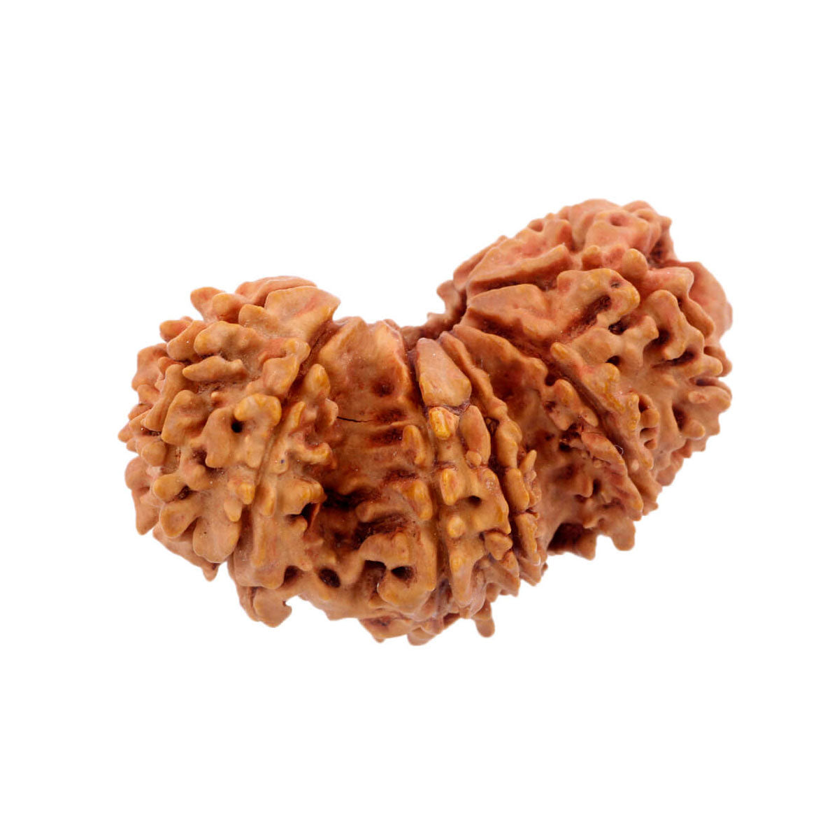 Natural Trijuti Rudraksha Nepali Rudraksha