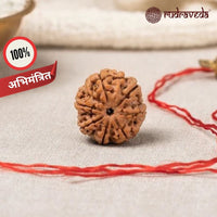 Authentic 7 Mukhi Rudraksha (Abhimantrit / Energized)
