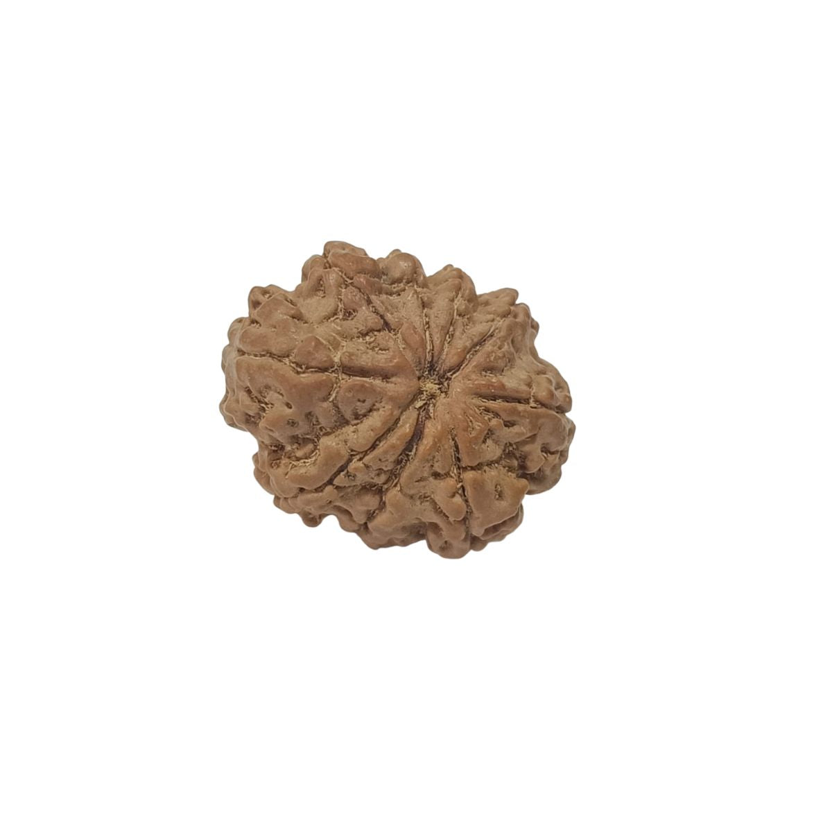 9 Mukhi Nepali Rudraksha Collector Bead with Lab Certificate and X-Ray Report