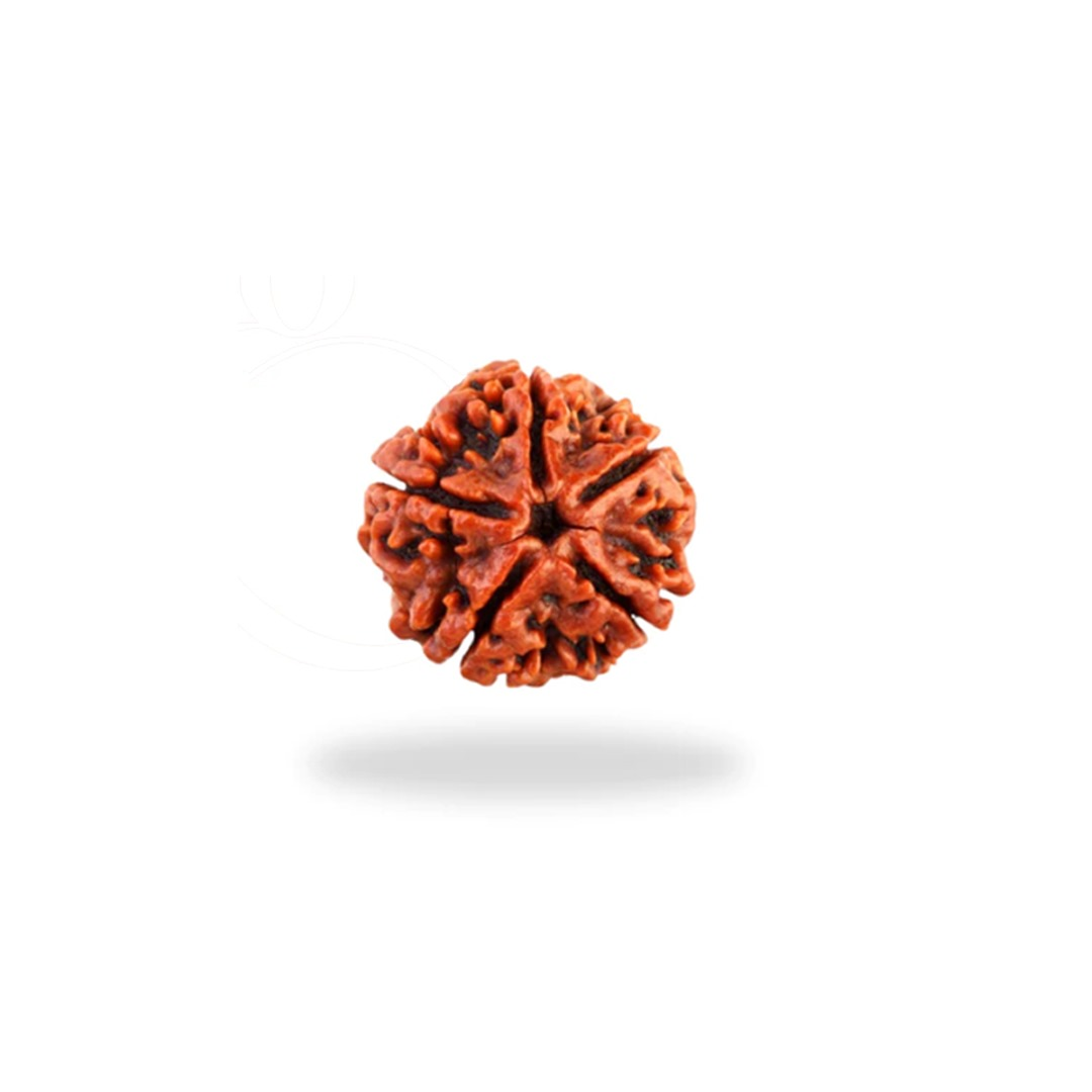 5 MUKHI RUDRAKSHA