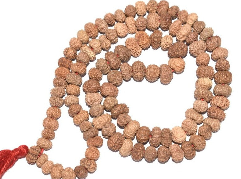 11 Mukhi Java Rudraksha Mala / Ekadash Rudra Mala - 108+1 Beads