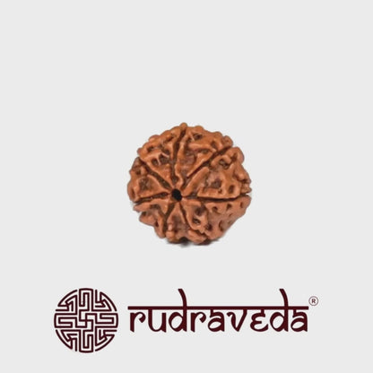 Authentic 7 Mukhi Rudraksha (Abhimantrit / Energized)