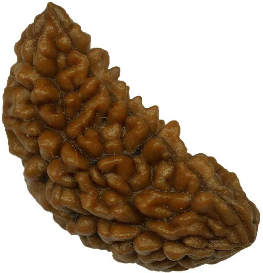 1 Mukhi Rudraksha